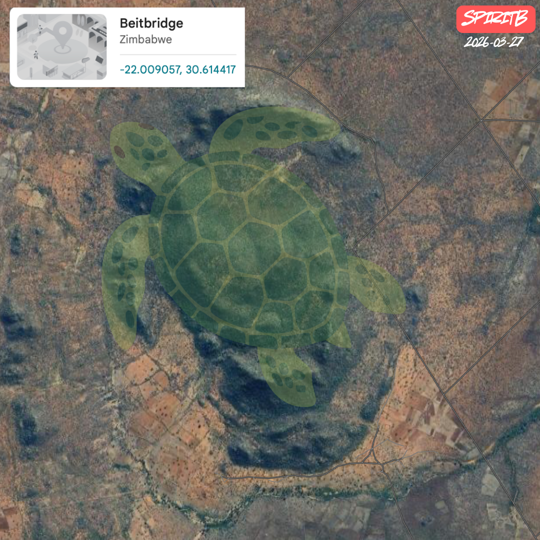 sea turtle zimbabwe